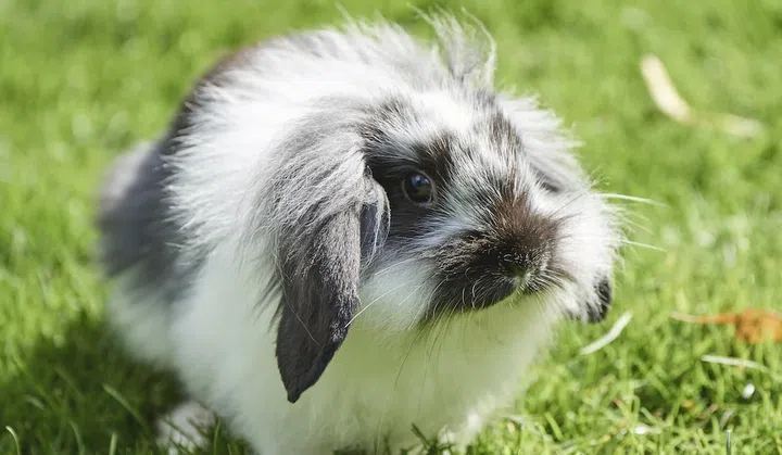 Closeup image of a Domestic rabbit standing in grass