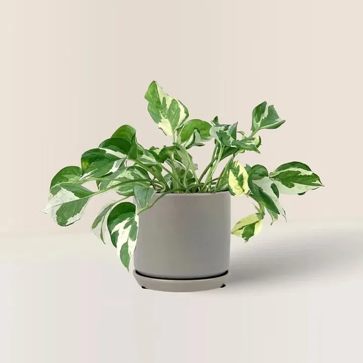 Credit: TumbleweedPlants