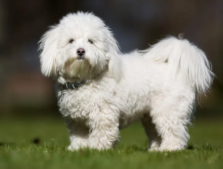 A purebred Coton de Tulear dog without leash outdoors in the nature on a sunny day.