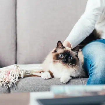 5-ways-to-prevent-pet-hair-from-taking-over-your-home