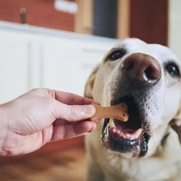 store-pet-food-home-prevent-smell