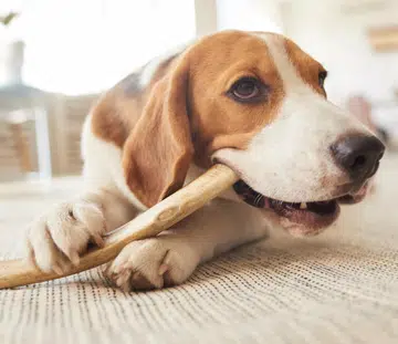 vet-tips-feed-dog-raw-chicken-acute-polyradiculoneuritis