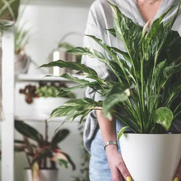 best house plants for zodiac