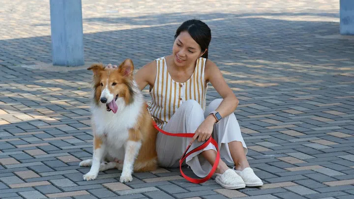 Woman pet owner with her herding dog at outdoor
