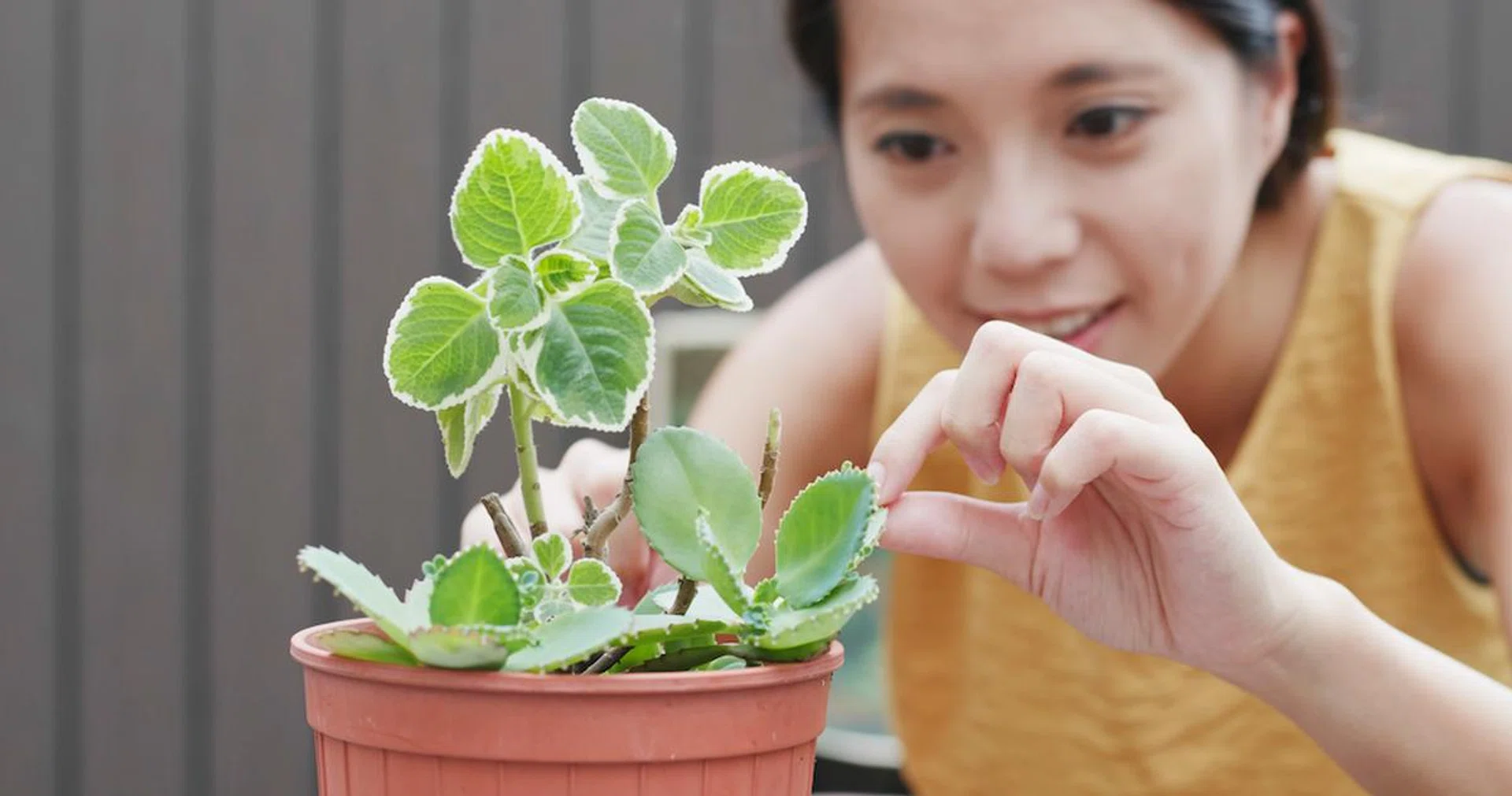 how-to-choose-the-right-pots-for-your-outdoor-plants