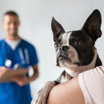 vet-clinics-consultations-treatments-singapore