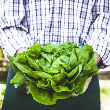 fruits-vegetables-that-you-can-grow-in-containers-at-home