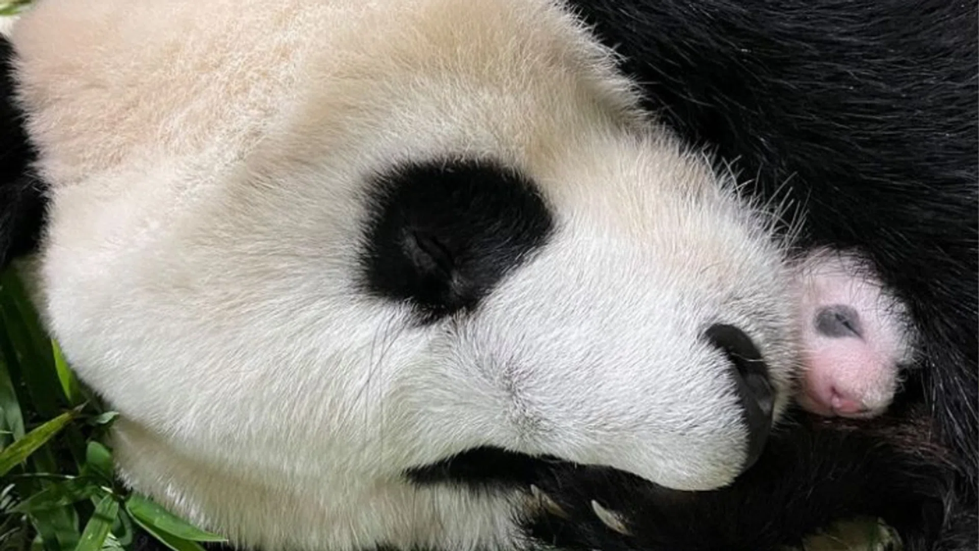 Wildlife Reserves Singapore