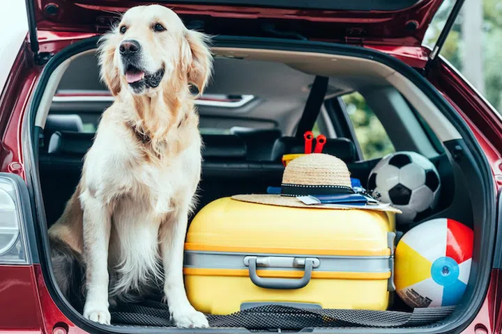 close up view of dog sitting in car trunk with wheeled bag, straw hat and balls for travel