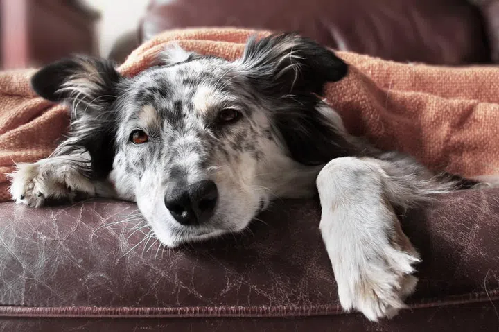 Border collie / australian shepherd dog on couch under blanket looking sad bored lonely sick depressed