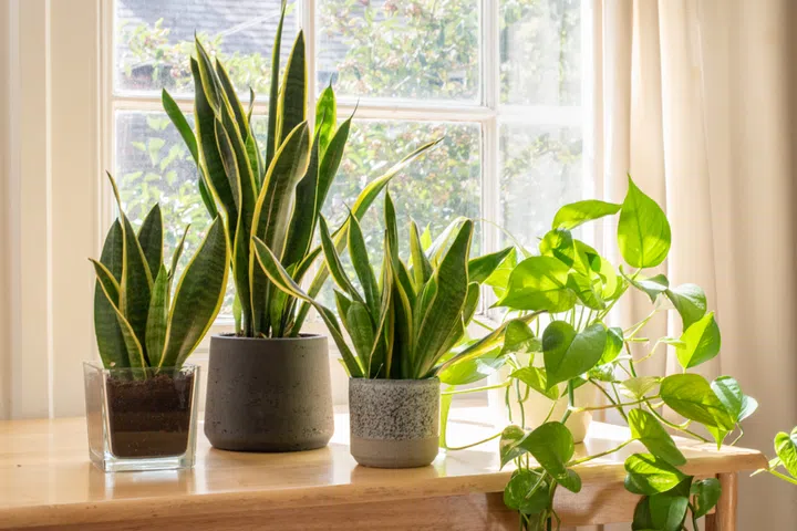 air purifying indoor plants