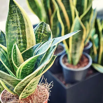 best indoor air purifying plants