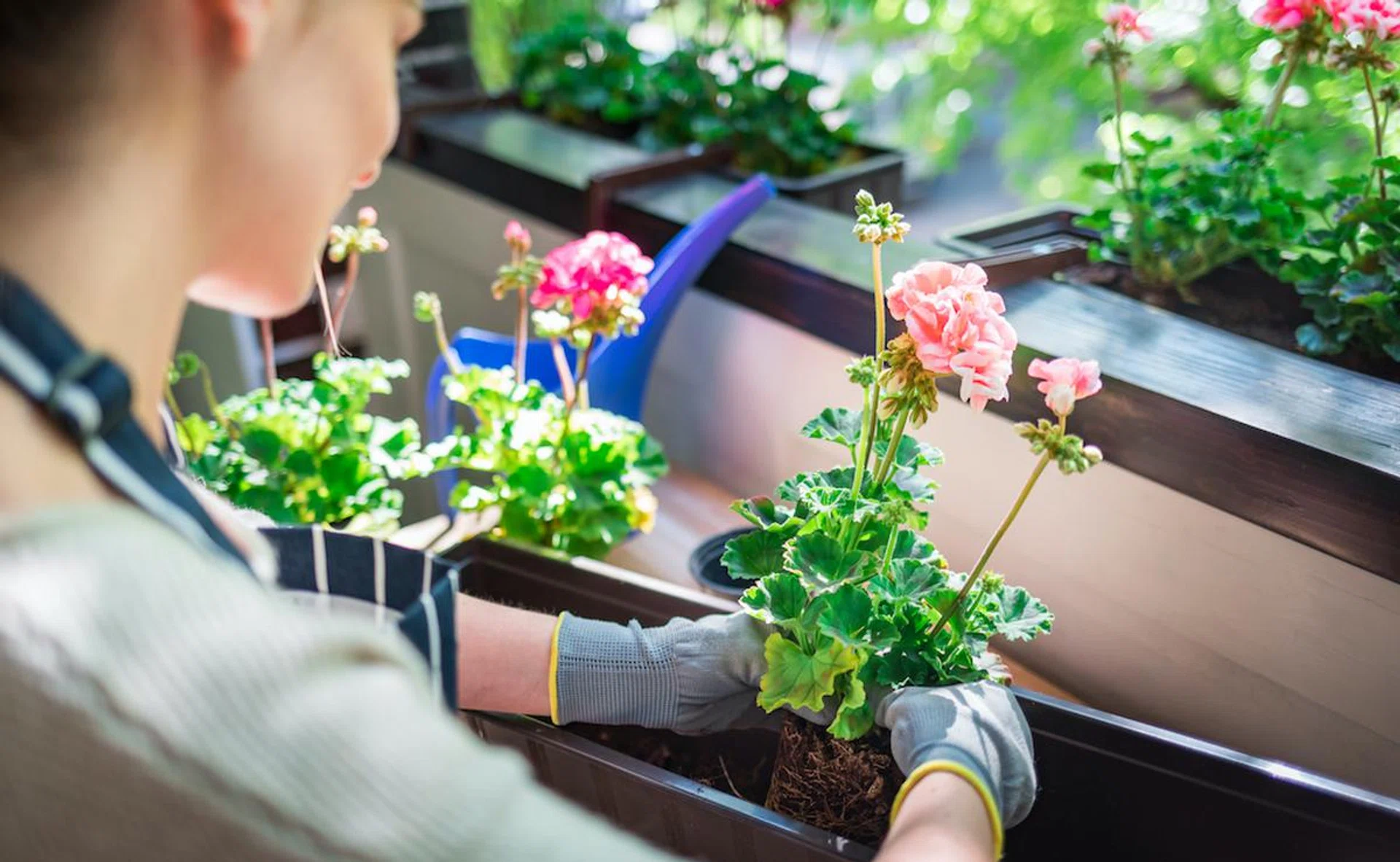 flowering-indoor-plants-will-survive-singapore-tropical-climate