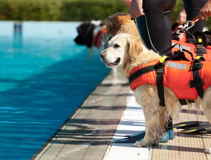 Lifeguard dog, rescue demonstration with the dogs in the pool.