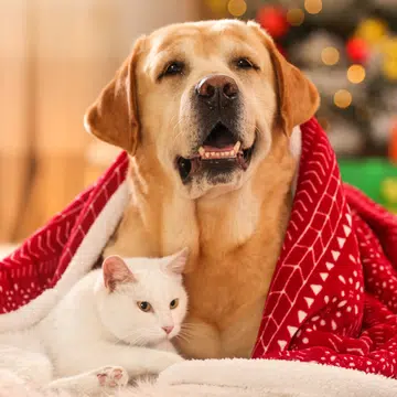 Getting Christmas Pet For Children The Singapore Women's Weekly