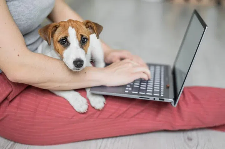 Puppy Jack Russell Terrier sits and misses his mistress's lap. Unrecognizable woman sitting on the floor in a comfortable pose and studying on a laptop