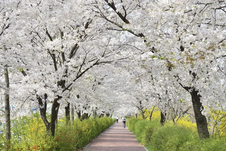 Seoul alternative cities cherry blossoms