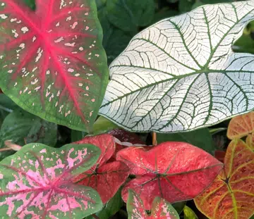 Do You Find Your Indoor Plant Hobby Getting More Expensive These Days?