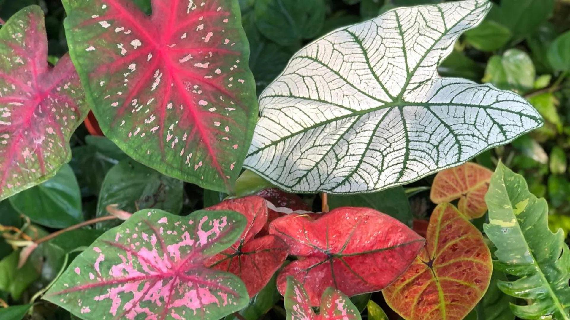 Do You Find Your Indoor Plant Hobby Getting More Expensive These Days?