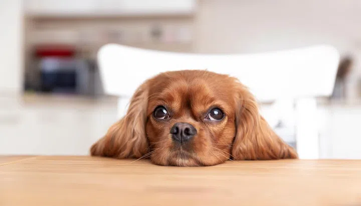 Cute dog sitting behind the kitchen table