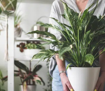 best house plants for zodiac