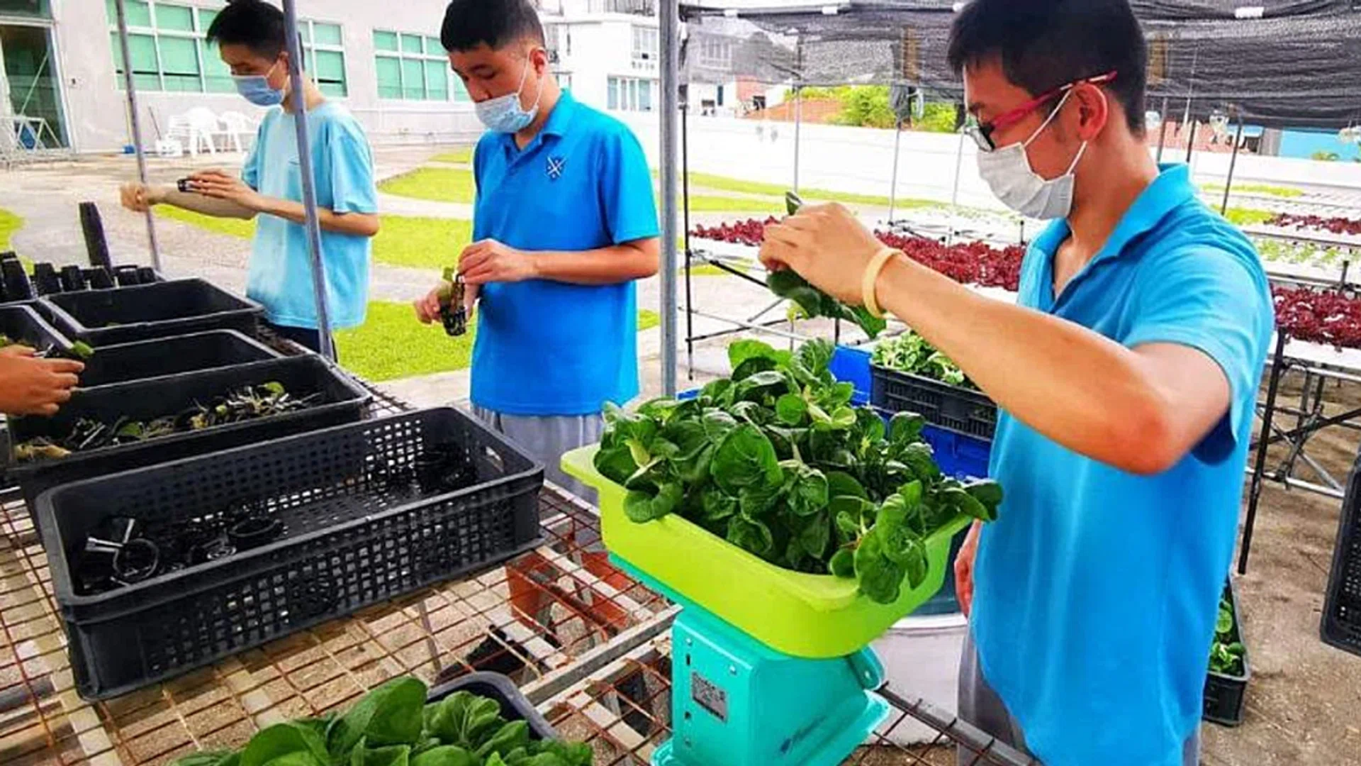 St Andrew's Autism Centre's Dignity of Work programme offers those on the autism spectrum a chance to work with corporates in areas such as urban farming. PHOTO: ST. ANDREW'S AUTISM CENTRE