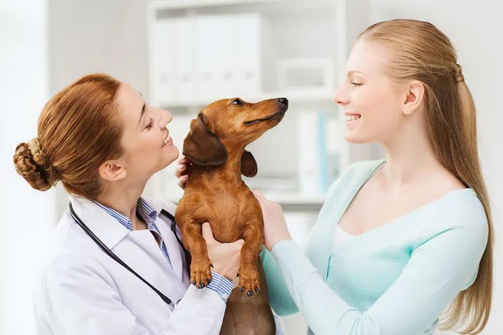 medicine, pet care and people concept - happy woman and veterinarian doctor holding dachshund dog at vet clinic