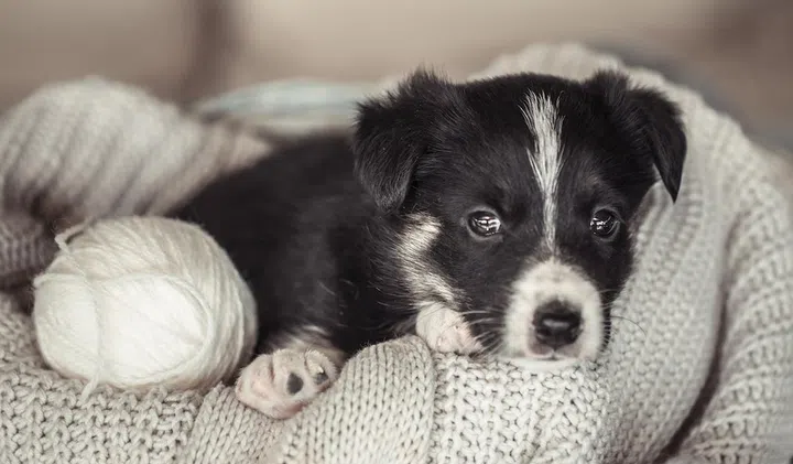 A cute little puppy is lying with a cozy sweater. The concept of Pets .