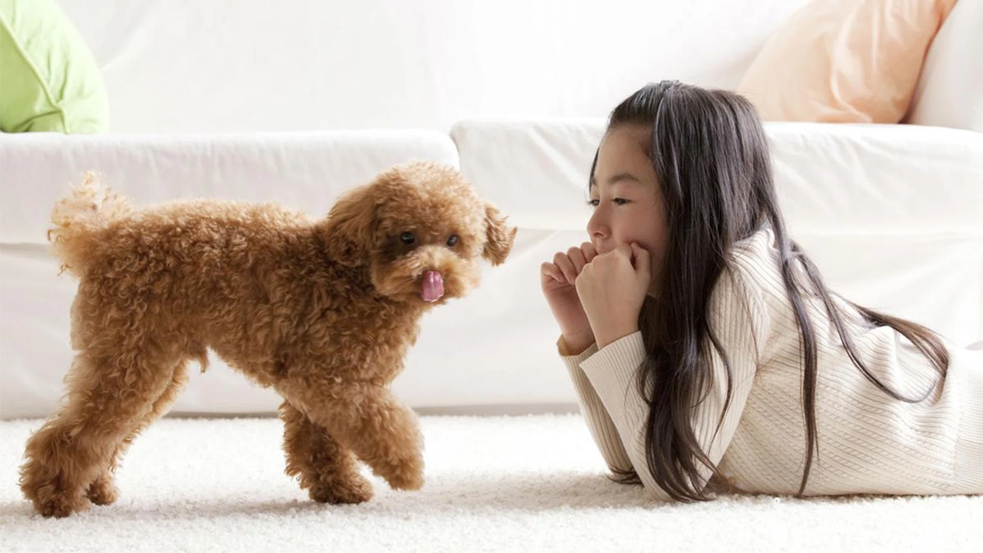 13-dog-breeds-pet-allergy-sufferers