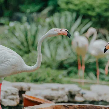 Singapore Zoo, ArtScience Museum and Universal Studios Reopening From 1 July: Advance Bookings Required