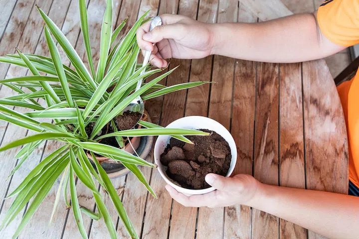 Person apply spent grounded coffee powder as natural plant fertilizer on potted plants