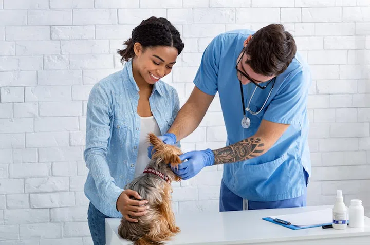 Young woman with Yorkshire terrier on visit to vet doc at medical office