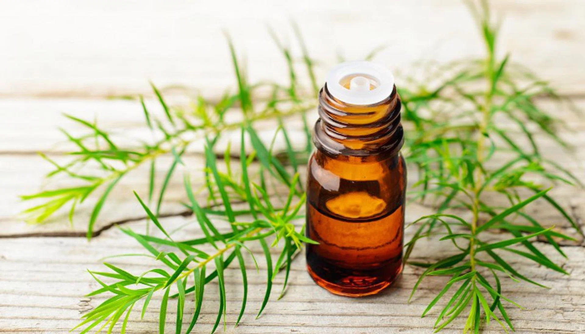 fresh tea tree twig and essential oil on the wooden table