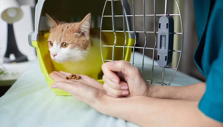 Close-up of vet doctor holding out the food for cat while it sitting in her cage in vet clinic