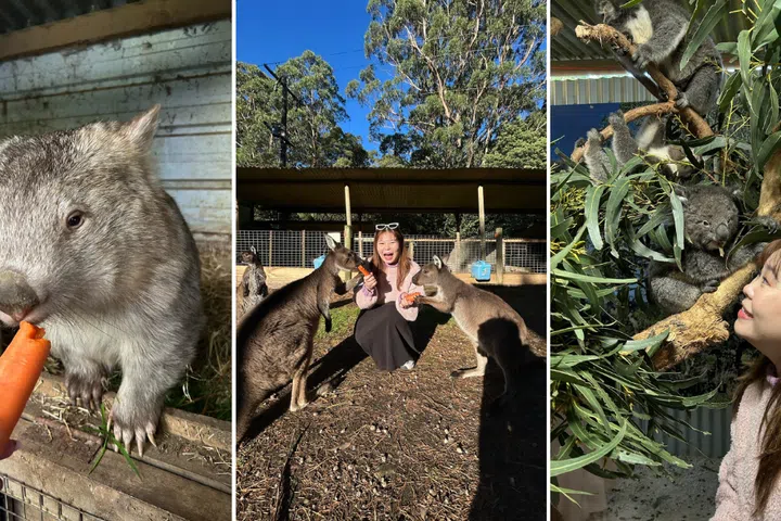 Fauna australia koalas, wombats, kangaroos, things to do in melbourne