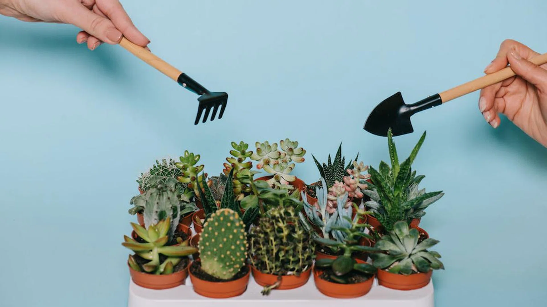 Where To Go For Gardening Supplies In Singapore_Featured