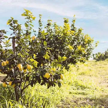bergamot was shown to increase relaxation