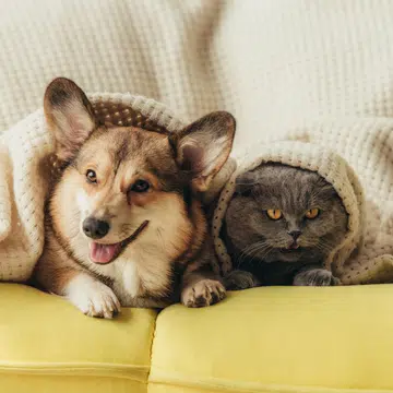 10-adorable-pet-instagrams-make-you-go-awww