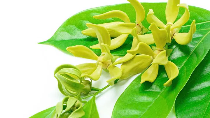 the aroma of ylang-ylang impaired participants’ memory, lengthened their processing speed, and decreased alertness