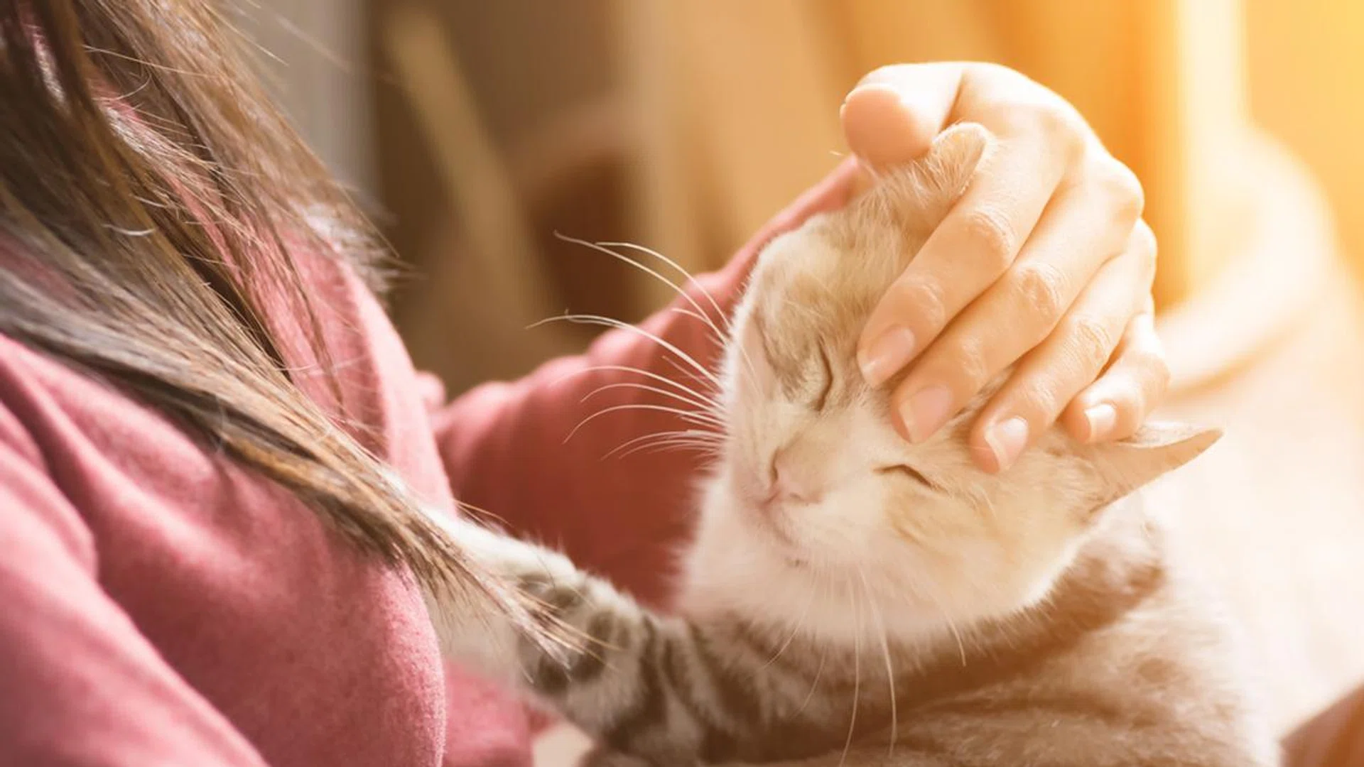keeping-your-cat-healthy