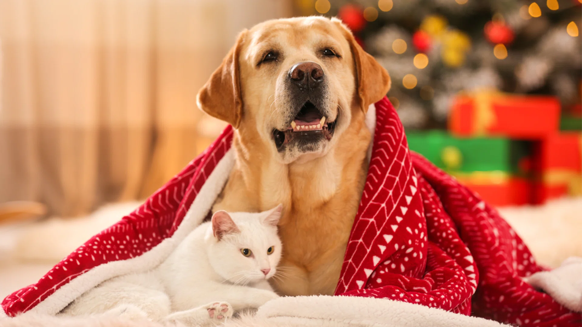 Getting Christmas Pet For Children The Singapore Women's Weekly