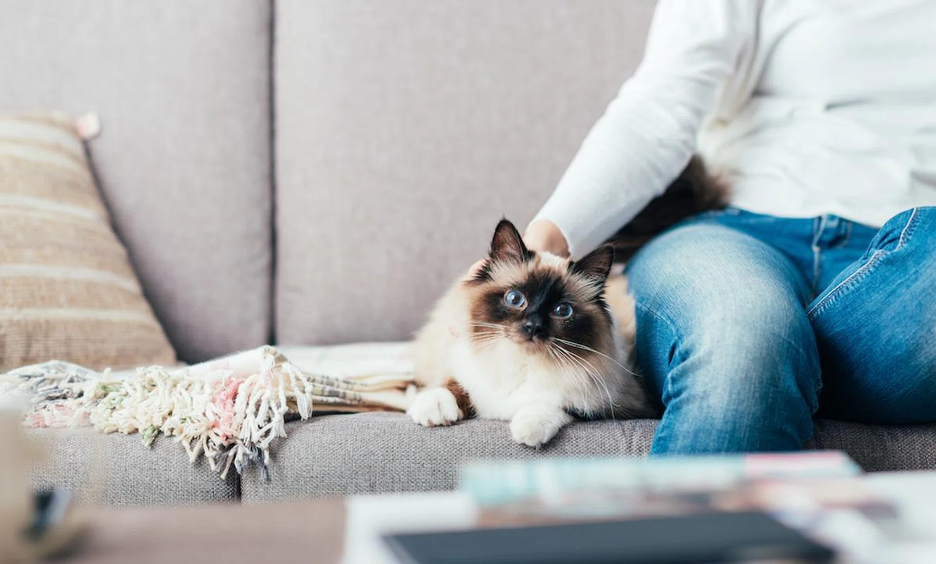 5-ways-to-prevent-pet-hair-from-taking-over-your-home