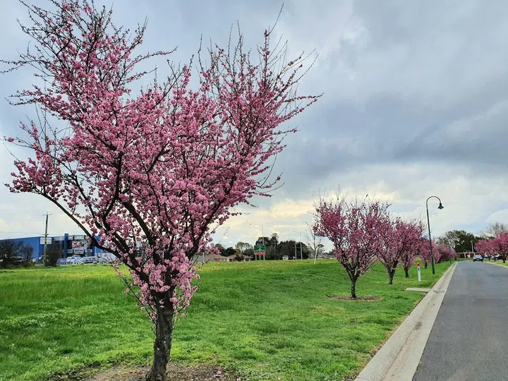 Cherry blossoms flowers in full bloom in Melbourne Australia