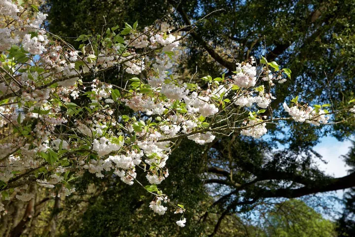 Spring blossom in Botanical Gardens in Hagley Park, Christchurch