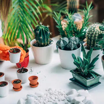 Spruce-Up-Indoor-Garden-With-Fun-Quirky-Pots