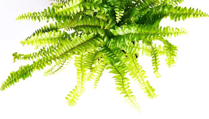 39336448 - boston fern