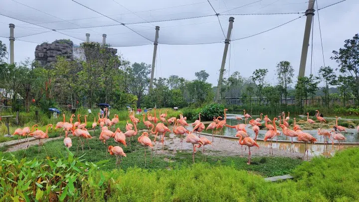 bird-paradise