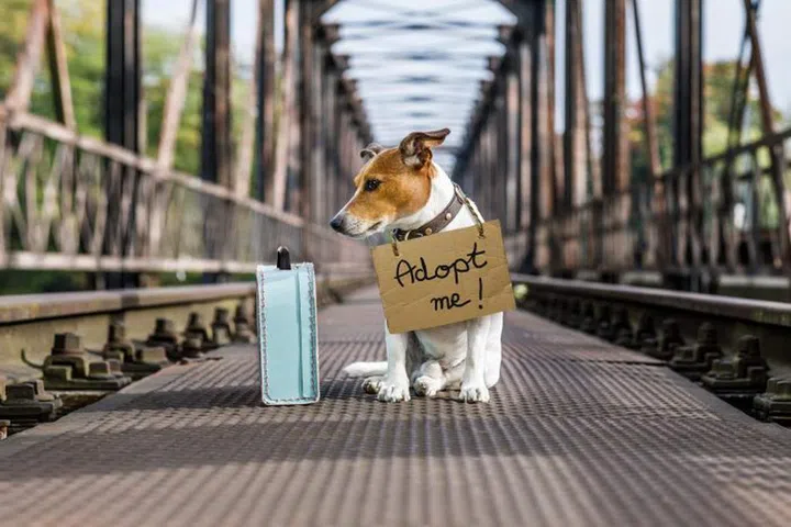 lost  and homeless  jack russell dog abandoned at rail train track on a bridge, with cardboard hanging , waiting to be adopted
