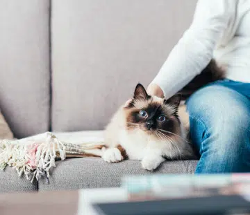 5-ways-to-prevent-pet-hair-from-taking-over-your-home