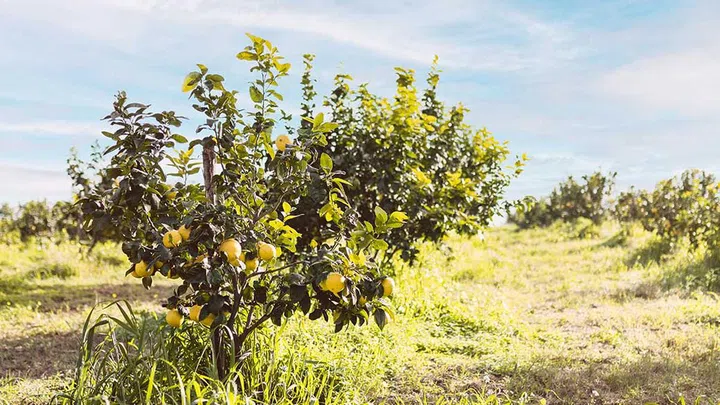 bergamot was shown to increase relaxation